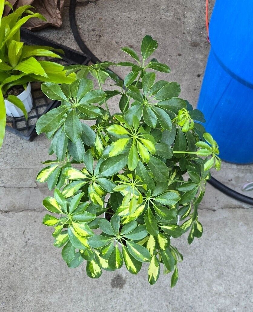 6" pot 18" ish tall -Schefflera Arboricola 'Gold Capella', #007 air Purifier 