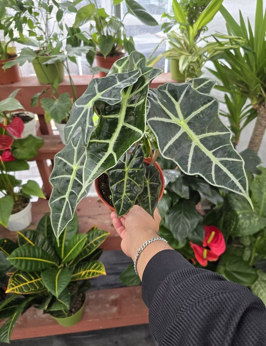 6" pot Alocasia Amazonica Polly- House Plant - #006 - Get similar to picture