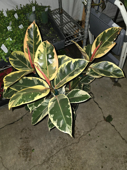 8" Pot - XL size Ficus elastica "Tineke" Variegated Rubber Tree - #017