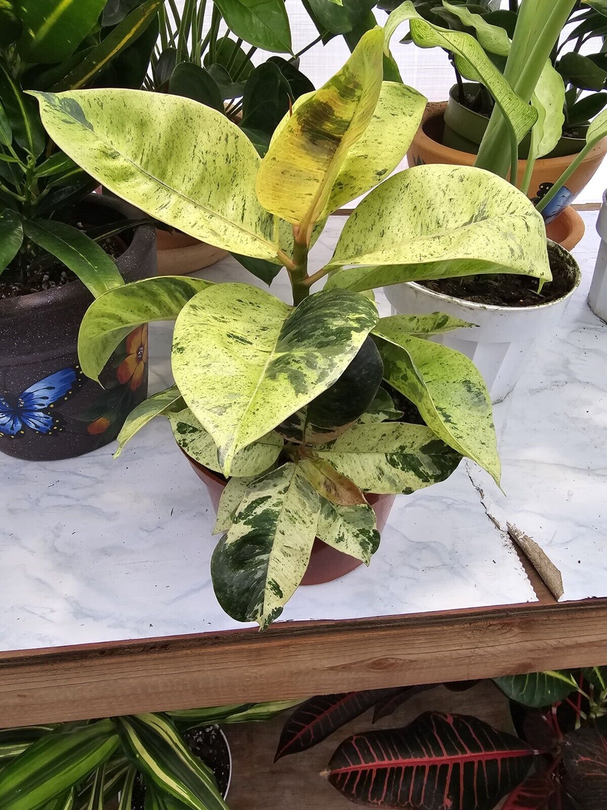 6”pot-Ficus Shivereana Moonshine Variegated indoor out door- Get similar to pic