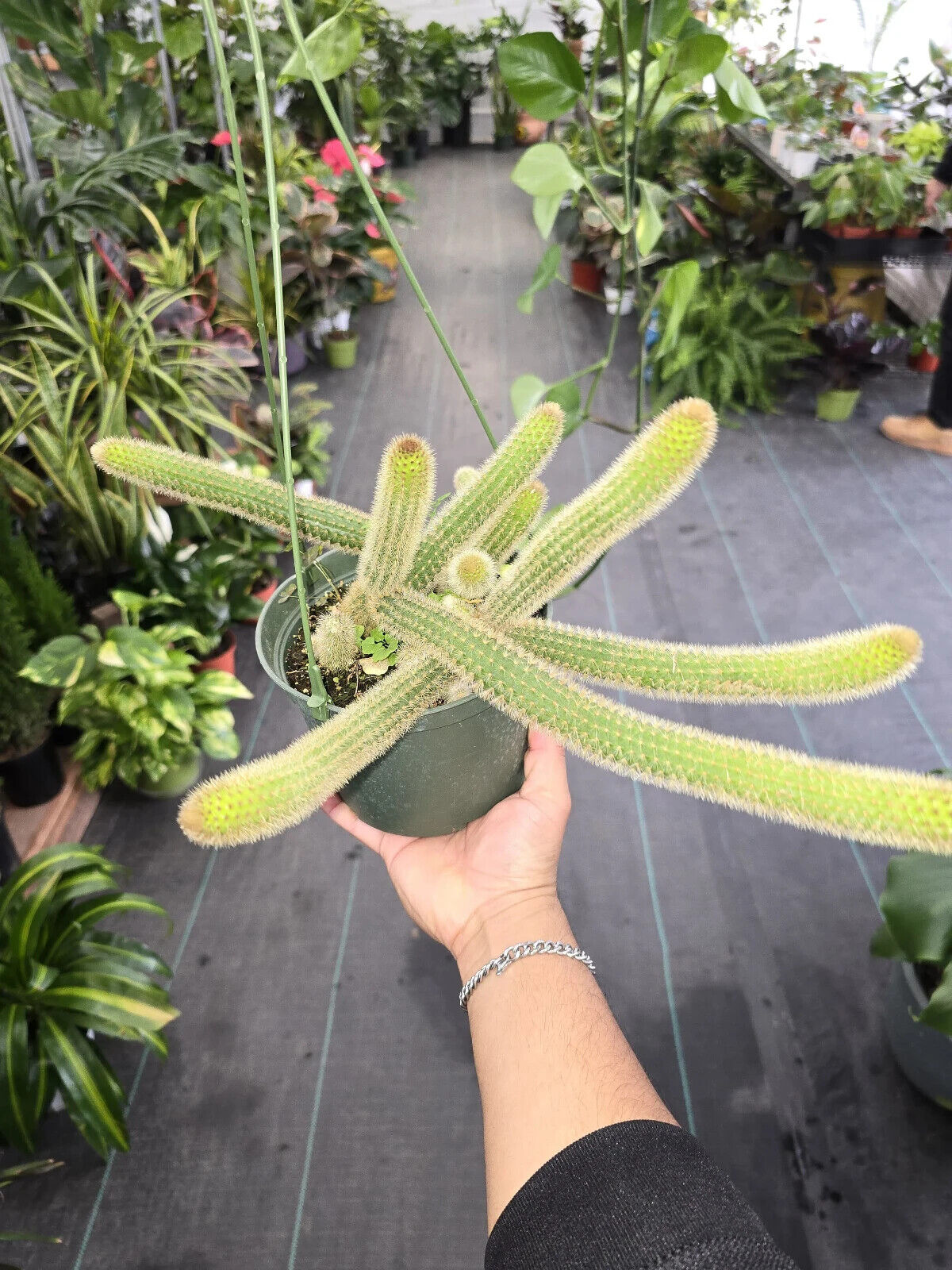 6" Pot - Monkey's Tail Live Cactus Cleistocactus Colademononis Hanging Pot #013