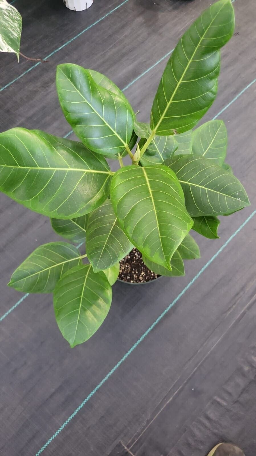 8" Pot - XL size Ficus elastica Yellow Gem Rubber Tree - #017