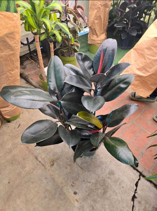 8" Pot - XL size Ficus elastica "Cabarnet" Variegated Rubber Tree -#017