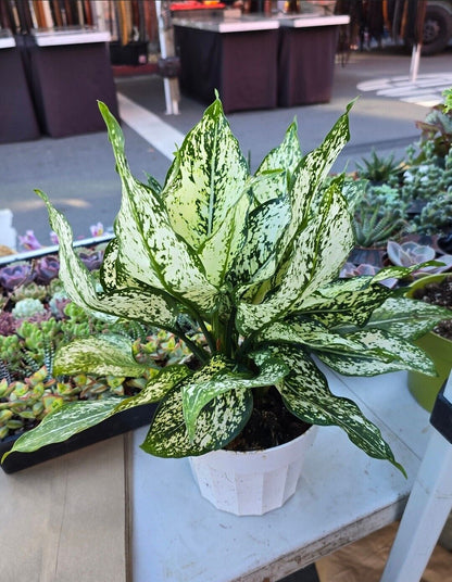 6" pot- Live Aglaonema #003 'First Diamond' Chinese Evergreen - Good luck plant 