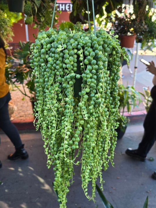 6" pot- String of Pearls #001 - Succulent hanging plant - Get Similar To Picture