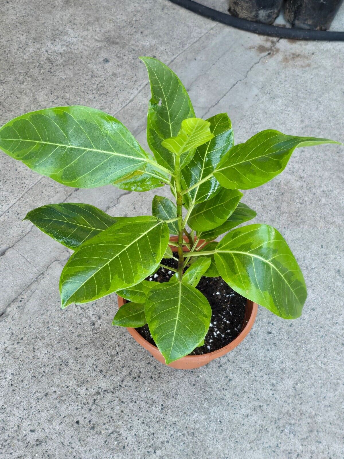 8" Pot - XL size Ficus elastica Yellow Gem Rubber Tree - #017