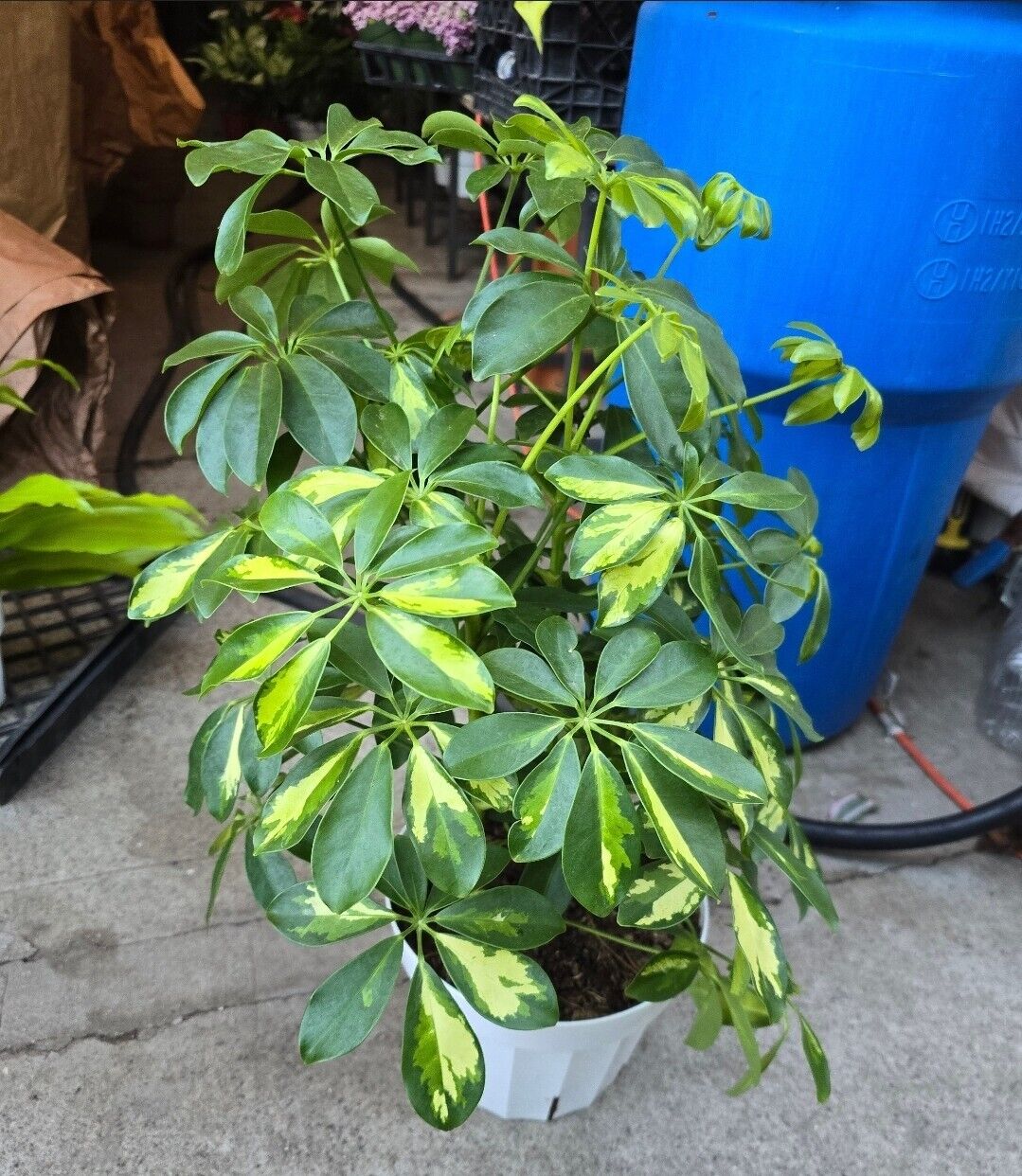 6" pot 18" ish tall -Schefflera Arboricola 'Gold Capella', #007 air Purifier 