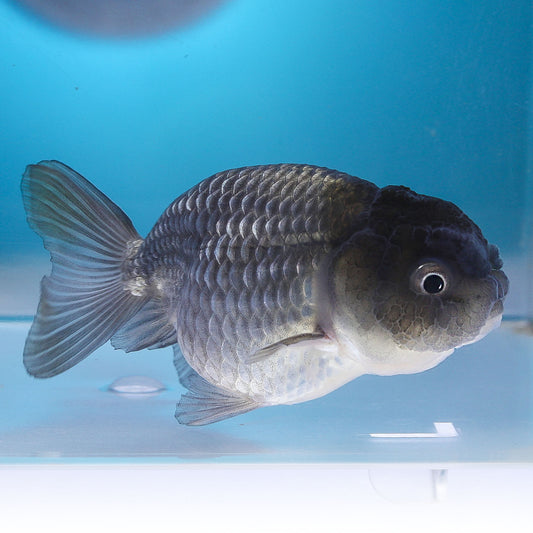 (RAN-05-AA/AAA) Blue Silver Ranchu High Quality Wholesale Bag - Pick Size and Quantity in Bag