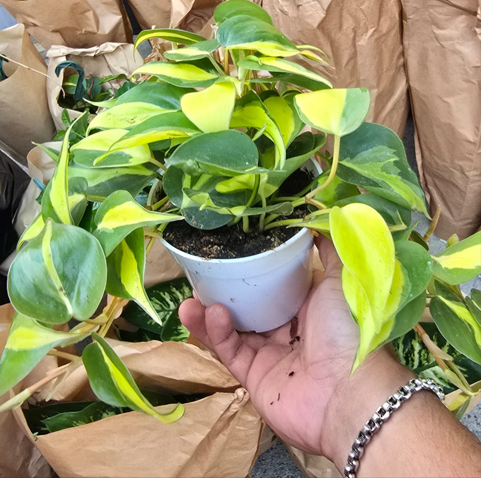 Brasil Philodendron Brasil in 4 inch pot