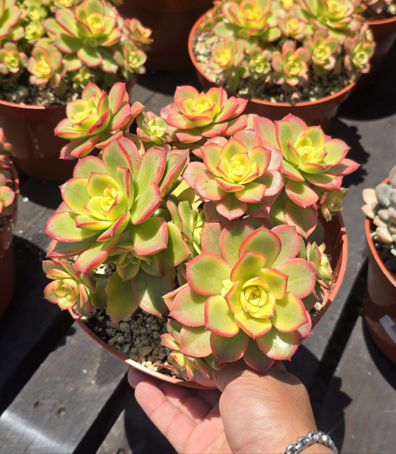 Kiwi Aeonium (Pinwheel Plant) - Colorful Succulent for Indoor & Outdoor Gardens full sun in 6 inch pot