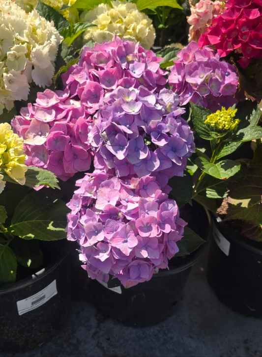 Purple Hydrangea macrophylla in 3 gallon pot with 3+ flowers