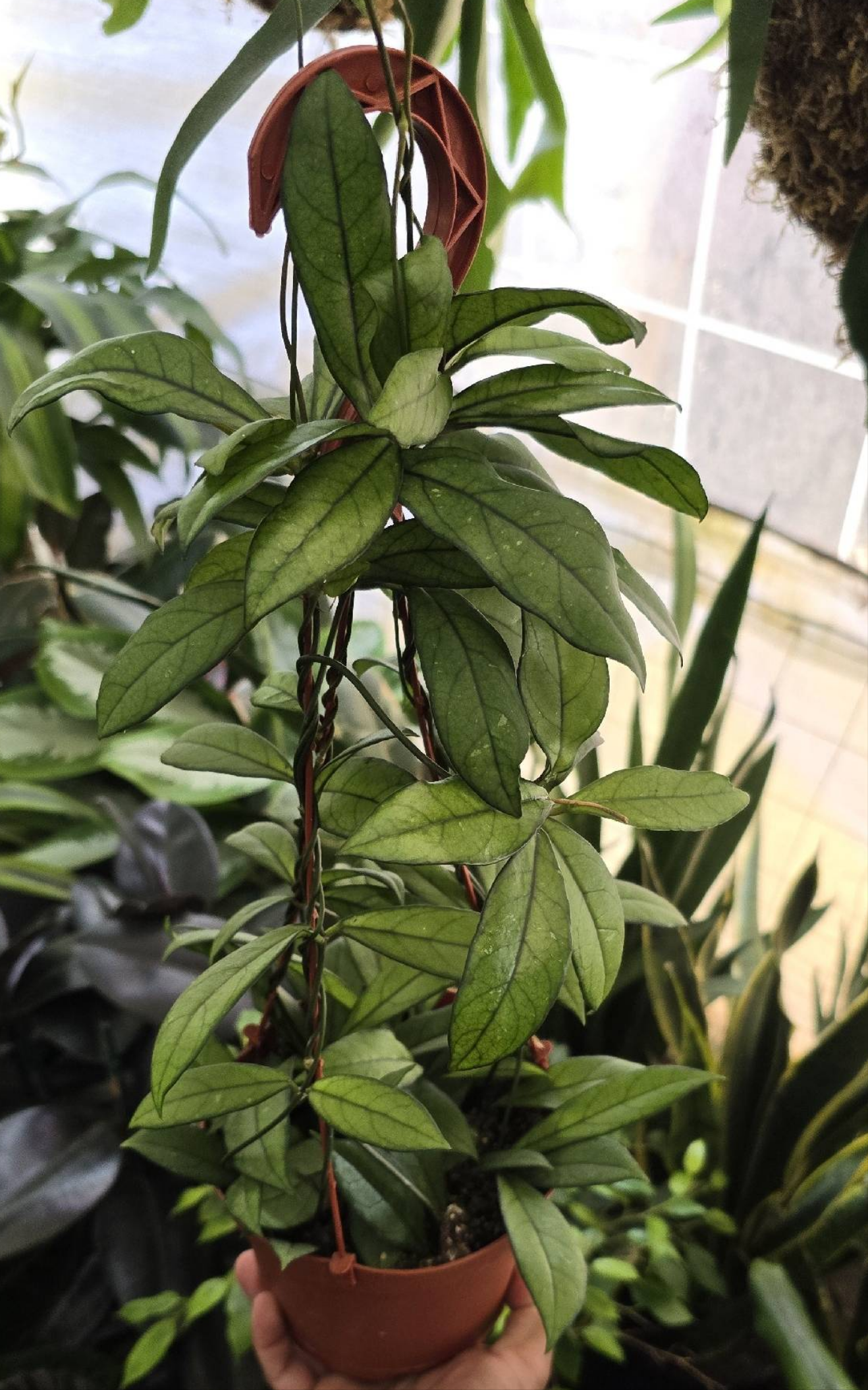 Hoya crassipetiolata in 6 inch pot Easy care rare plant