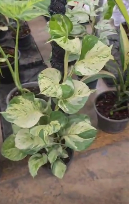 Snow Queen pothos roots in moss, growing vertical