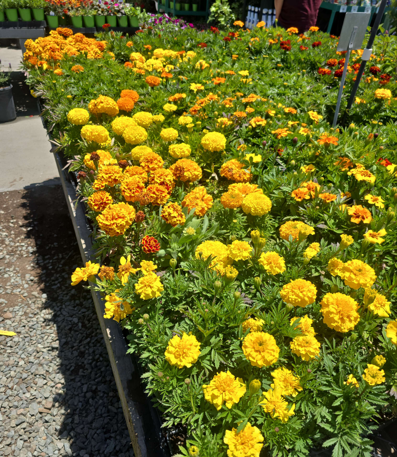 African Marigolds Yellow 6 pot of 4" set (Tagetes erecta) – Bold, Long-Blooming Garden Flower