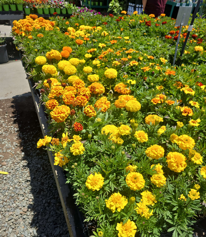 African Marigolds Yellow 6 pot of 4" set (Tagetes erecta) – Bold, Long-Blooming Garden Flower