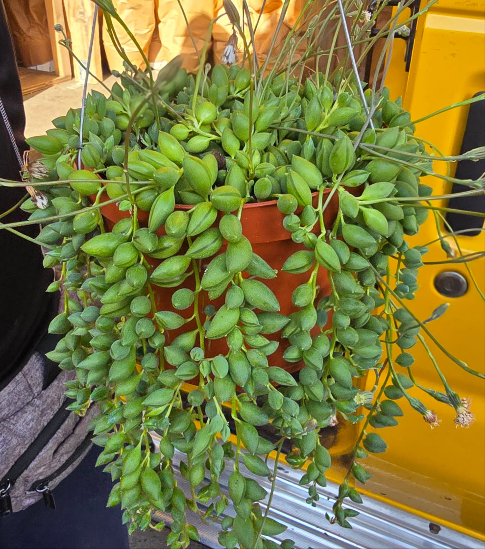 Curio radicans Succulent Hanging Plant Easy care