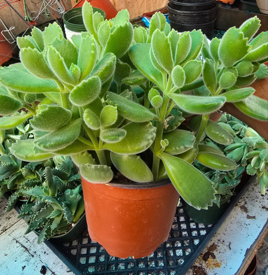 Cotyledon tomentosa Succulent, perfect gift in 4 inch pot
