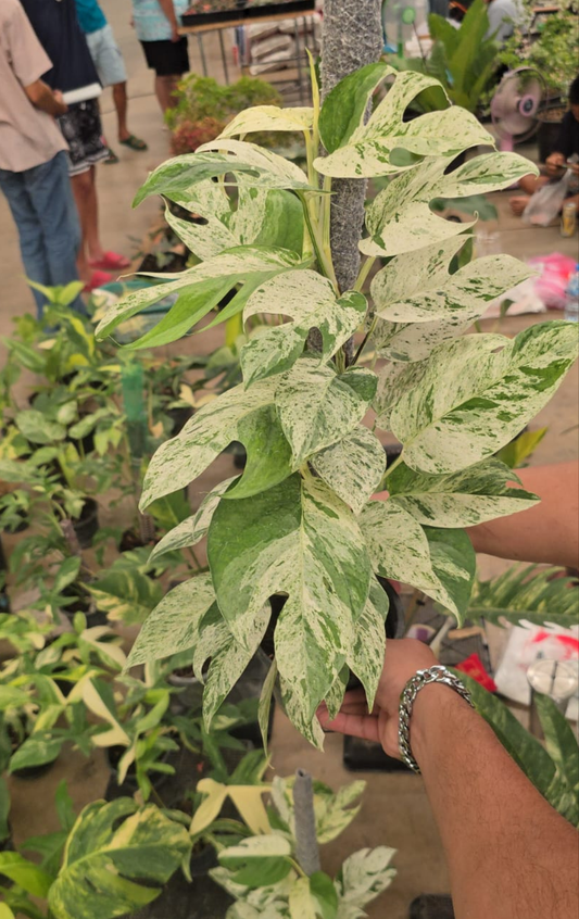 Epipremnum White Marble big plant 15+ leaves