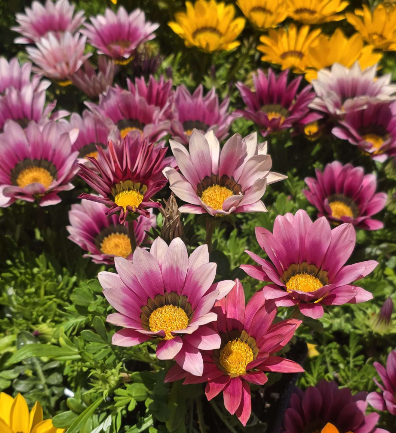 Gazania flowers Pink, also known as Treasure Flowers or African Daisies 6 set of 4 inch pot