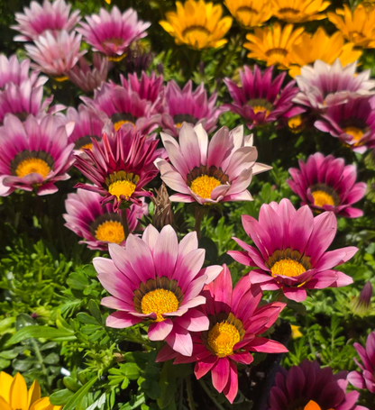 Gazania flowers Pink, also known as Treasure Flowers or African Daisies 6 set of 4 inch pot