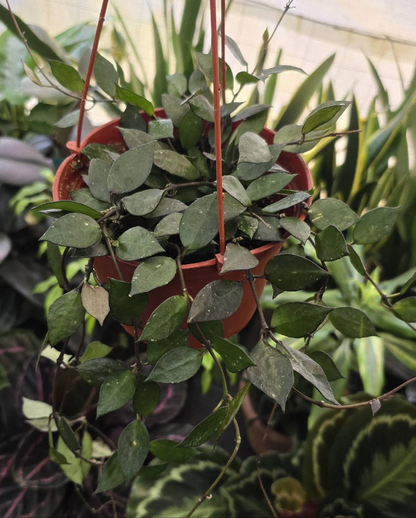 Hoya krohniana 'Black' in 6 inch basket full easy care fragrant flowers