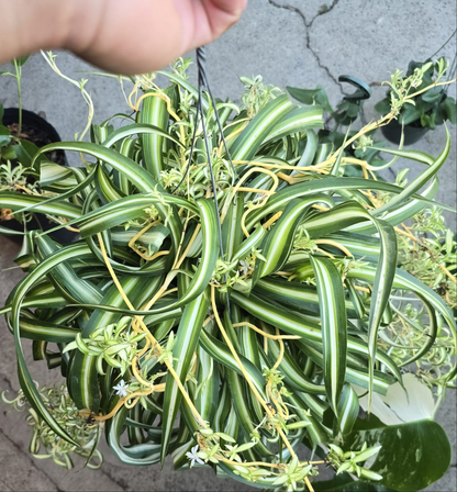 Curly spider plant hanging basket 6 inch pot Easy care