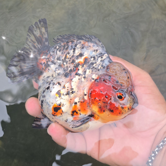 (ORA-11-AAA) Calico Oranda Godzilla High Quality Wholesale Bag - Pick Size and Quantity in Bag