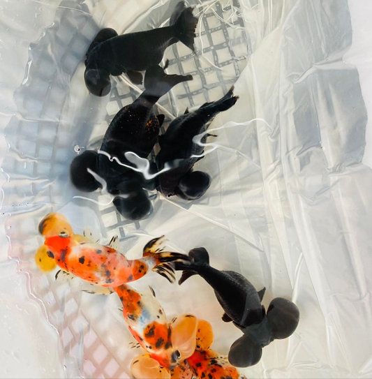 (BUB-04-AA/AAA) Black Bubble Eye High Quality Wholesale Bag - Pick Size and Quantity in Bag