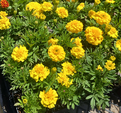 African Marigolds Yellow 6 pot of 4" set (Tagetes erecta) – Bold, Long-Blooming Garden Flower