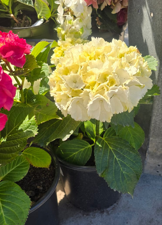 White Hydrangea macrophylla in 3 gallon pot