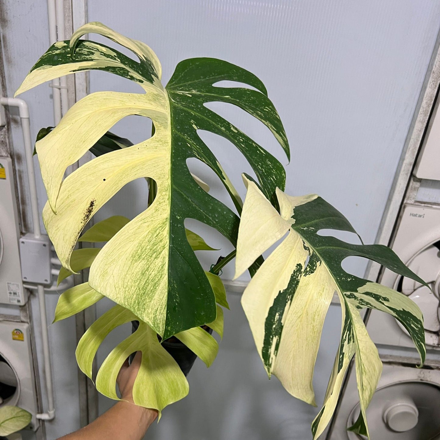 (UG-07)Root in moss 4+ leaves 1ft tall FULL PLANT- Monstera Delisiosa 'Mint' Variegated Rare Plant- Get Similar to the picture