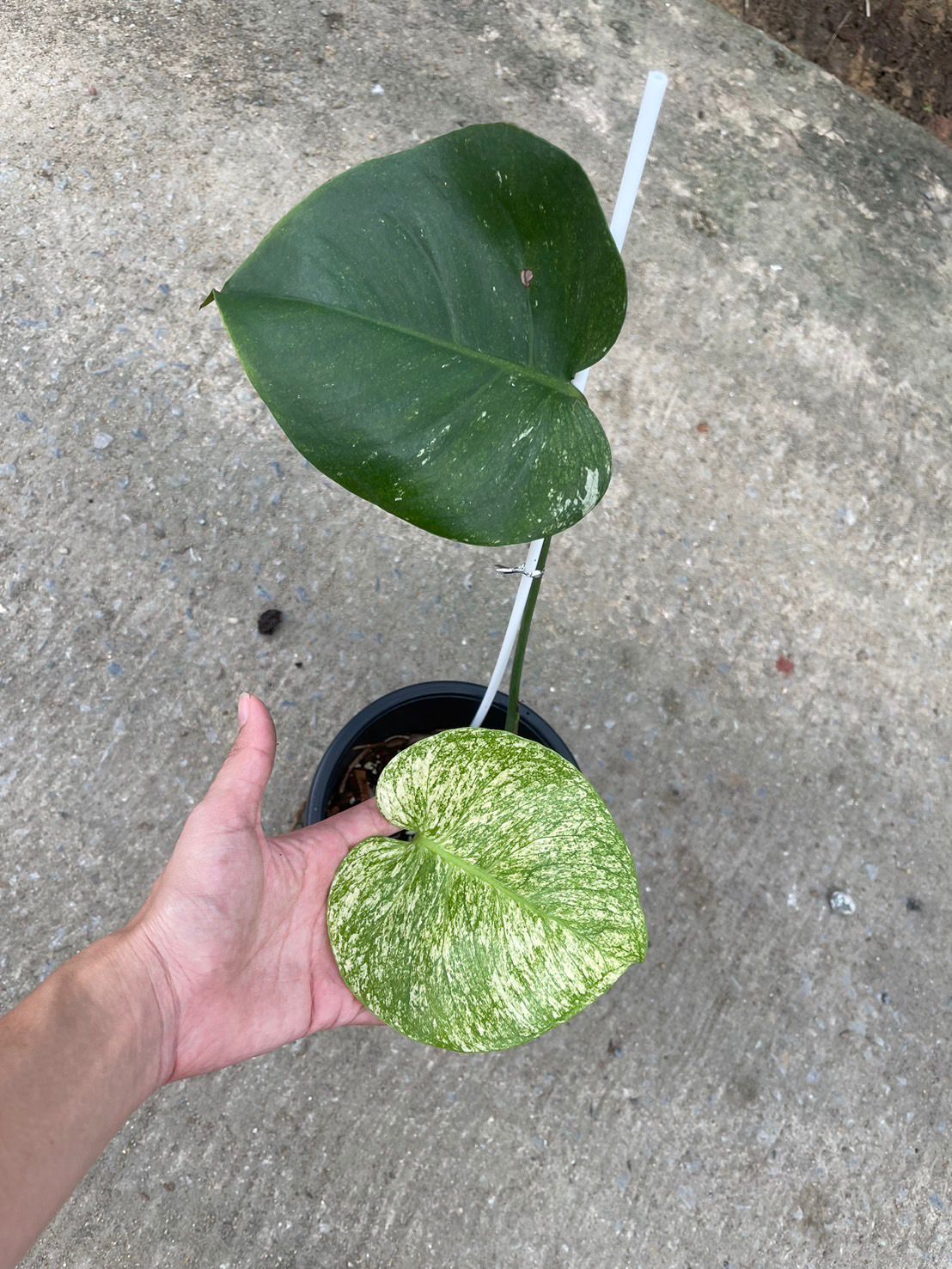 (UG-12)Root in moss 1-2 leaves- Monstera Delisiosa 'White Monster' Variegated Rare Plant- Get Similar to the picture