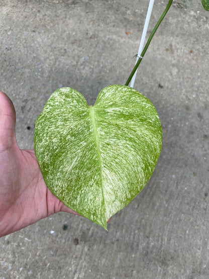 (UG-12)Root in moss 1-2 leaves- Monstera Delisiosa 'White Monster' Variegated Rare Plant- Get Similar to the picture