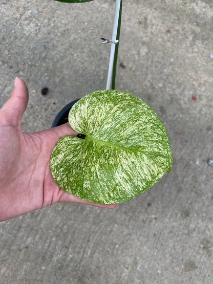 (UG-12)Root in moss 1-2 leaves- Monstera Delisiosa 'White Monster' Variegated Rare Plant- Get Similar to the picture