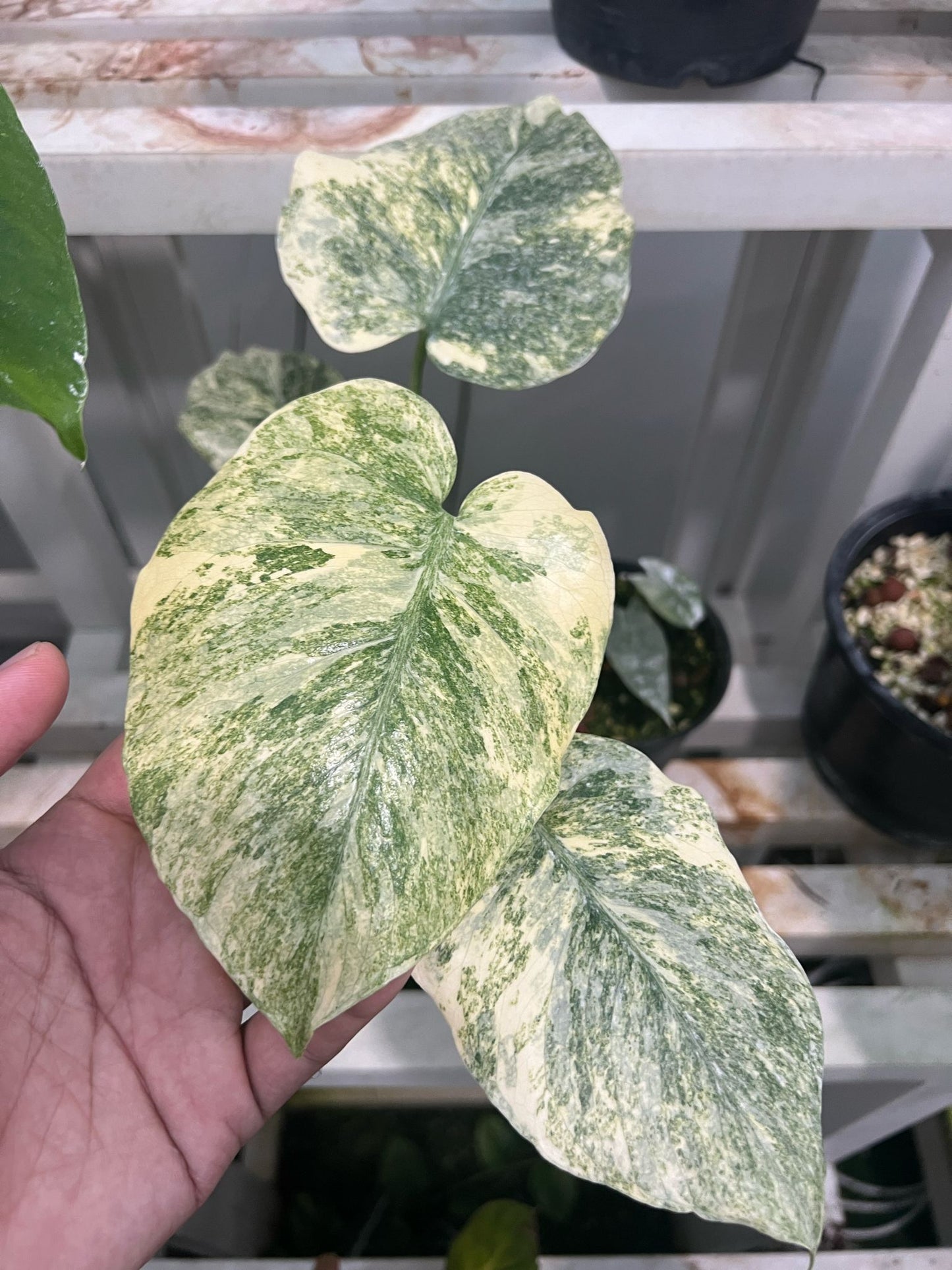 (UG-13)Root in moss 3-4 leaves- Monstera Delisiosa 'Legacy' Variegated Rare Plant- Get Similar to the picture