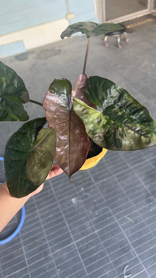 (EPUG-62)Root in moss 4+ leaves - Alocasia 'Serendipity' Variegated Rare Plant- Get Similar