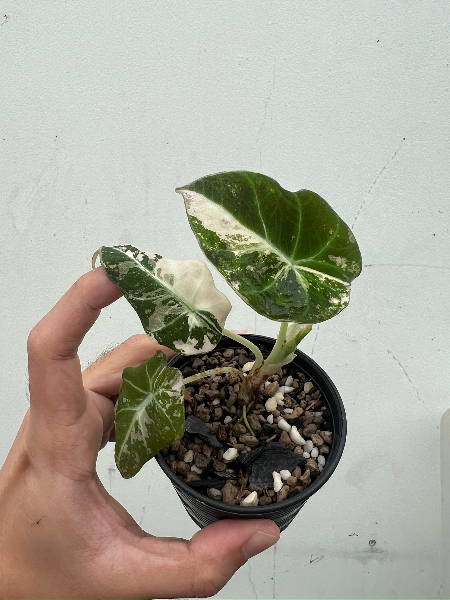 (UG-60)Root in moss 4+ leaves - Alocasia 'Dragon Scale' Variegated Rare Plant- Get Similar to the picture