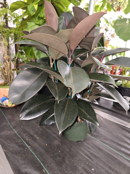 8" Pot - XL size Ficus elastica "Cabarnet" Variegated Rubber Tree - Get one similar to picture