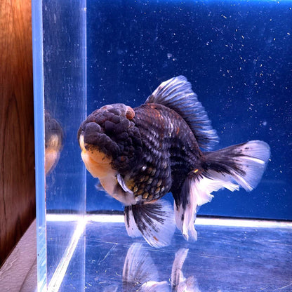 Live Exact Goldfish Oranda Show Quality Kirin Rosetail 6-7" inch male (GF6)