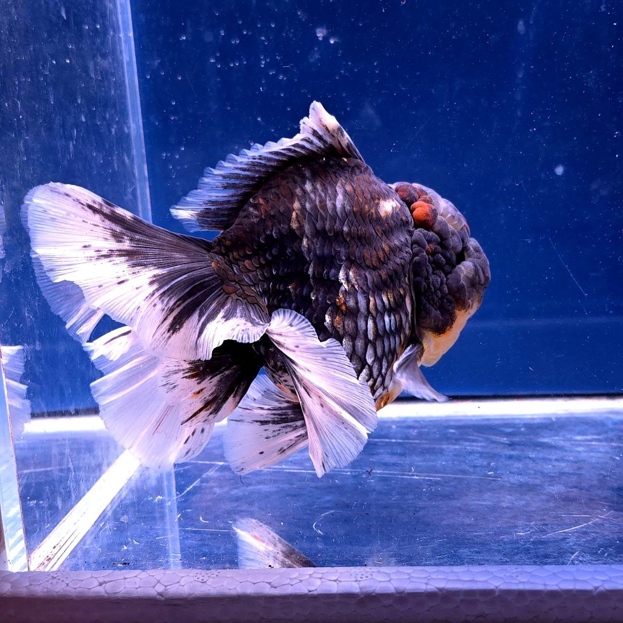 Live Exact Goldfish Oranda Show Quality Kirin Rosetail 6-7" inch male (GF6)