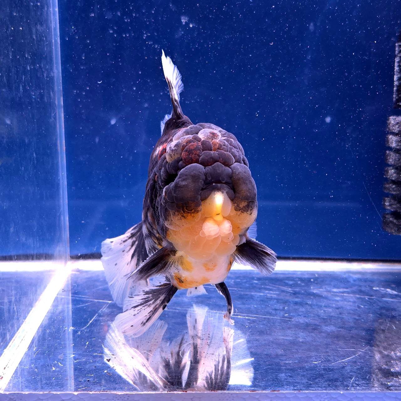 Live Exact Goldfish Oranda Show Quality Kirin Rosetail 6-7" inch male (GF6)