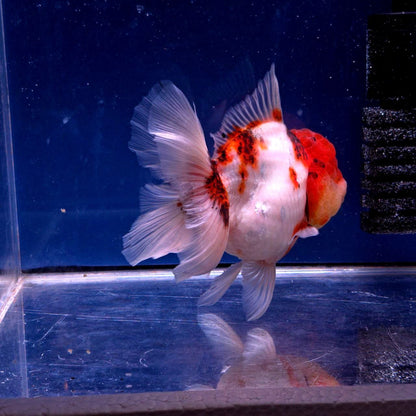 Live Exact Goldfish Oranda Show Quality Tri Color Rosetail 6-7" inch female (GF7)