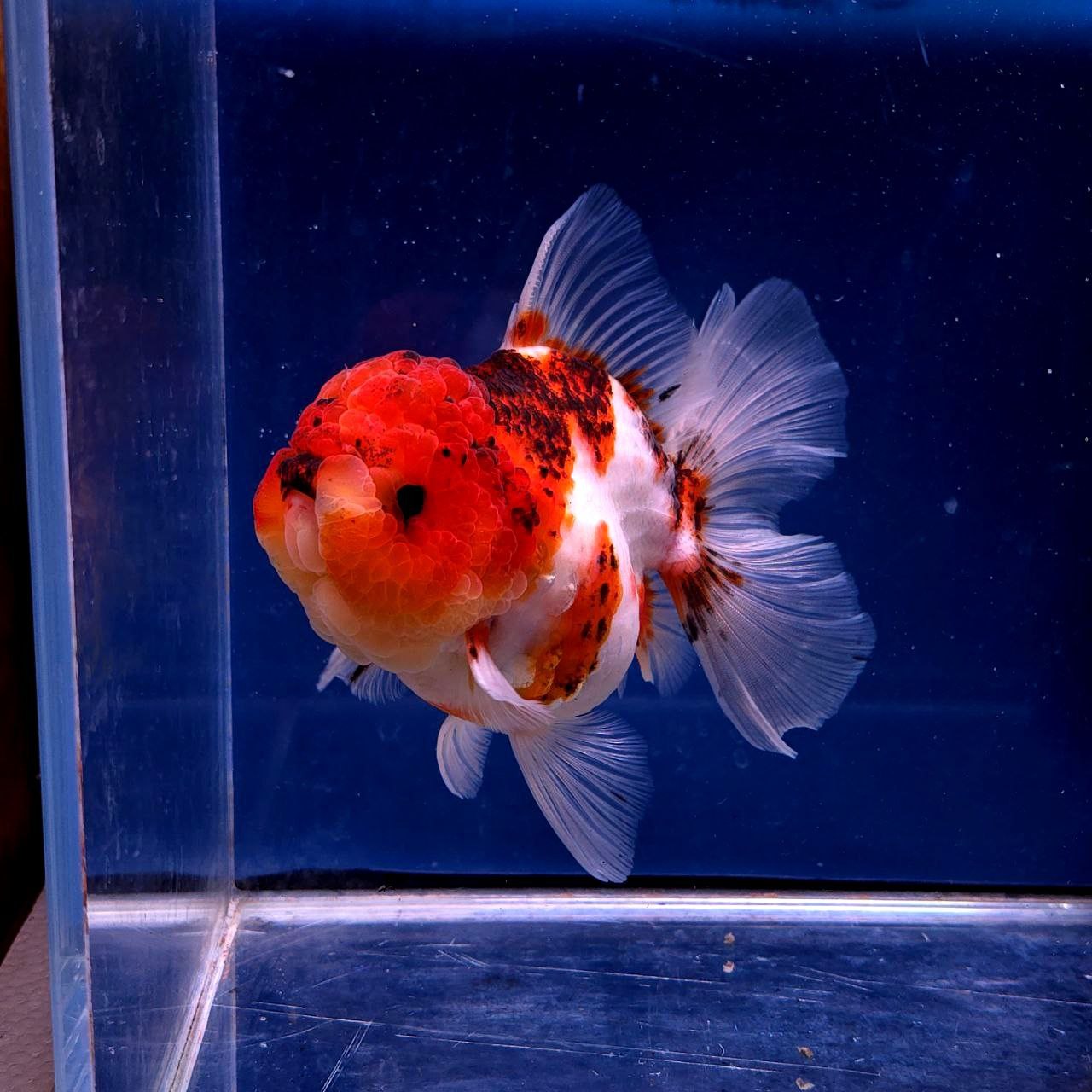 Live Exact Goldfish Oranda Show Quality Tri Color Rosetail 6-7" inch female (GF7)