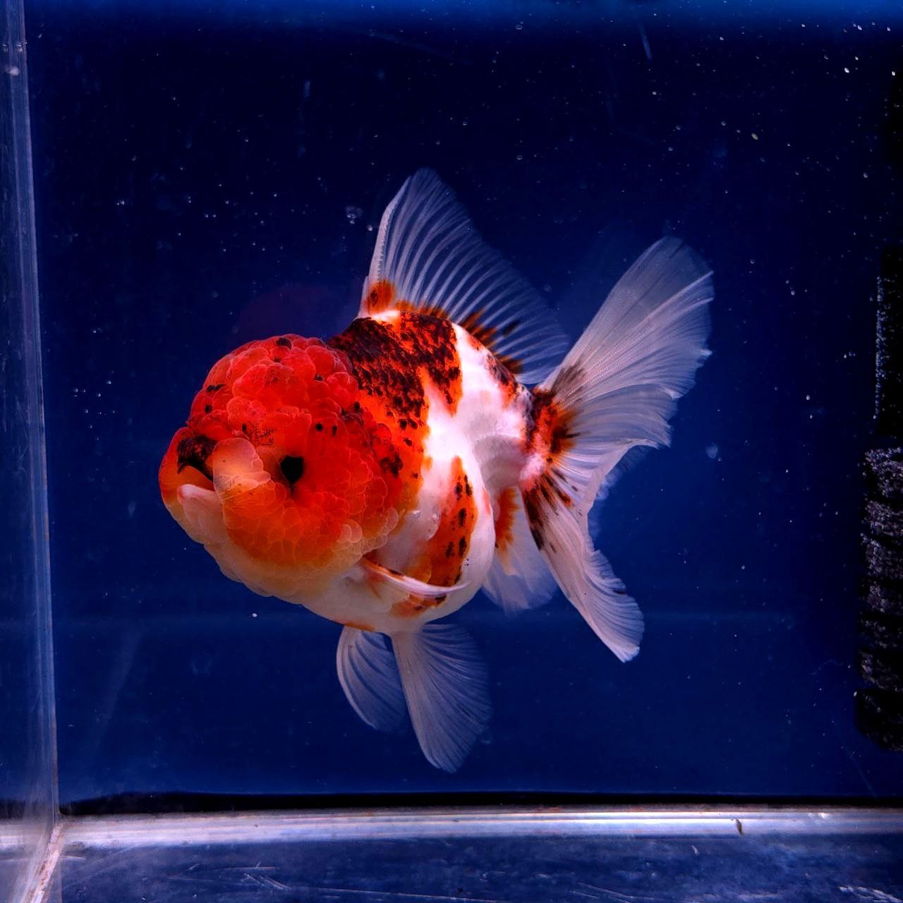 Live Exact Goldfish Oranda Show Quality Tri Color Rosetail 6-7" inch female (GF7)