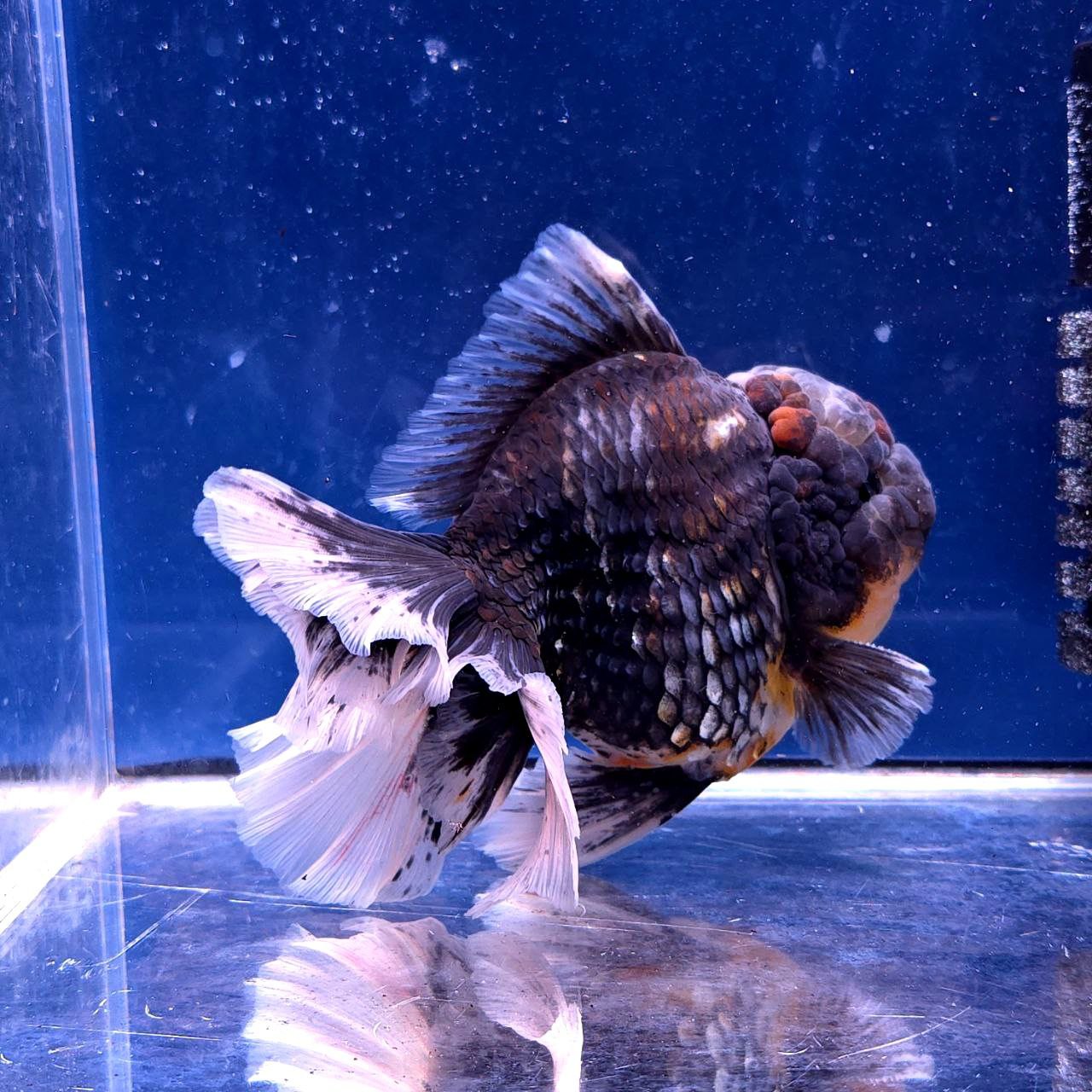 Live Exact Goldfish Oranda Show Quality Kirin Rosetail 6-7" inch male (GF6)