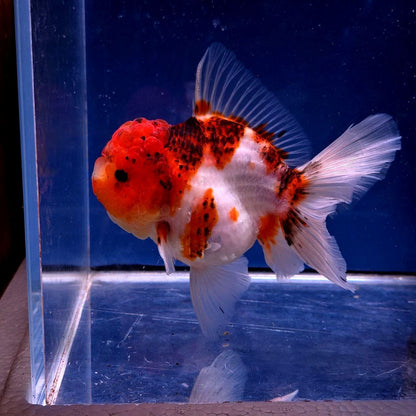 Live Exact Goldfish Oranda Show Quality Tri Color Rosetail 6-7" inch female (GF7)