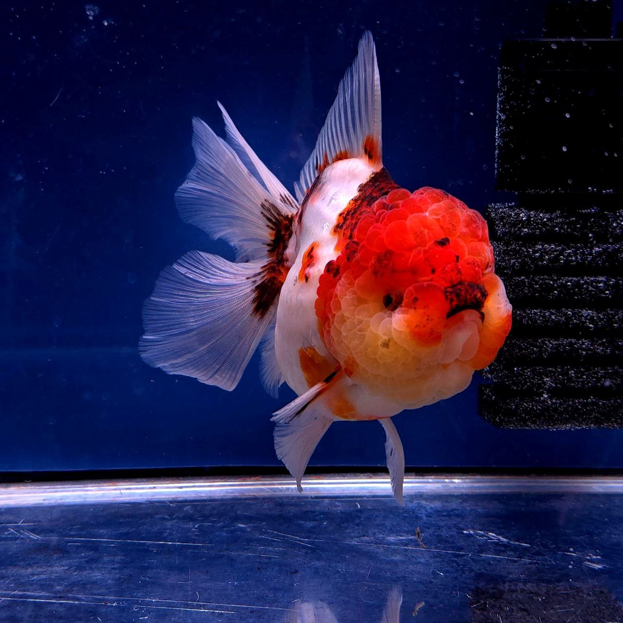 Live Exact Goldfish Oranda Show Quality Tri Color Rosetail 6-7" inch female (GF7)