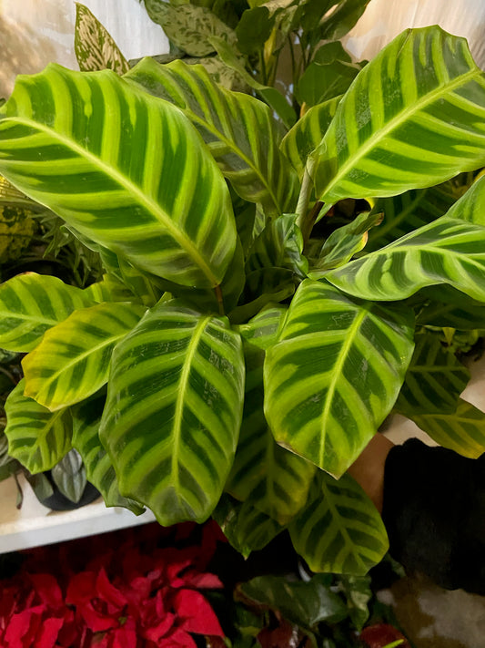 Calathea Zebrina Goeppertia in a 6 inch Pot - Get similar