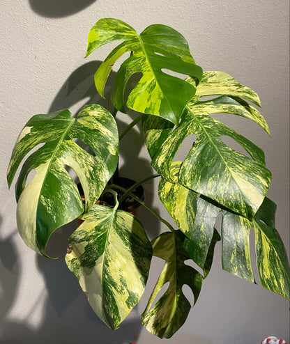 (UG-05)Root in moss 4+ leaves- Monstera Delisiosa 'Aurea' Variegated Rare Plant- Get Similar to the picture