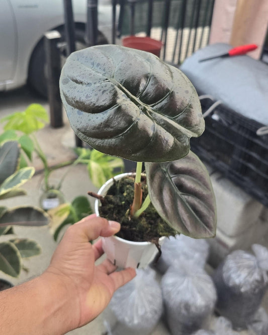 4 inch pot - Alocasia Azlanii - Rare Find, ready to ship - Get similar